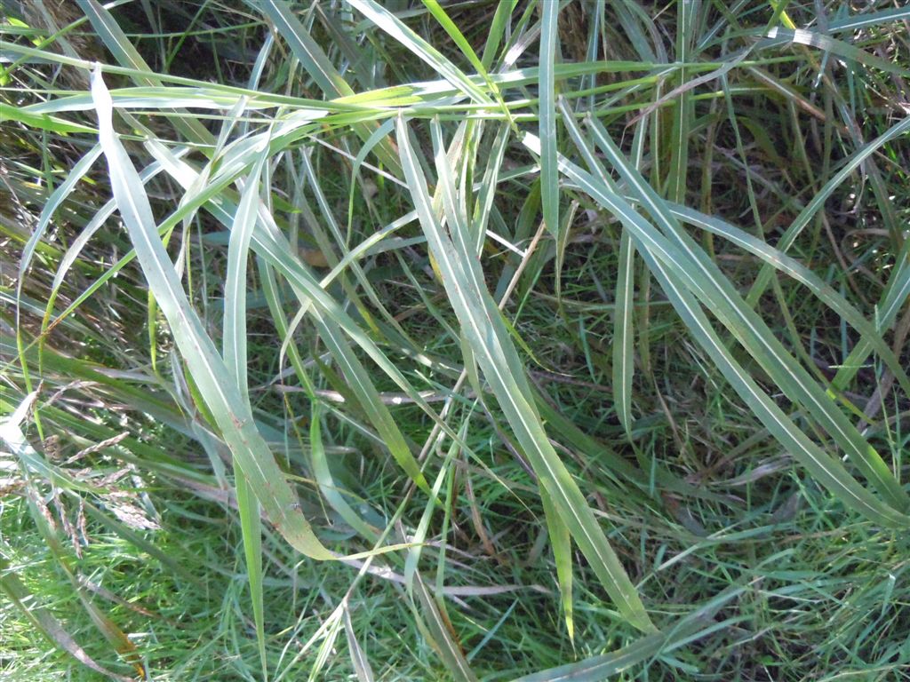 Sorghum halepense / Sorgo selvatico